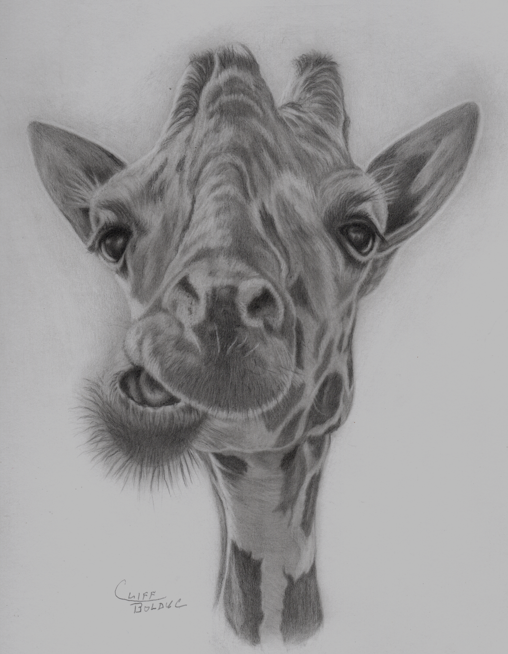 giraffe